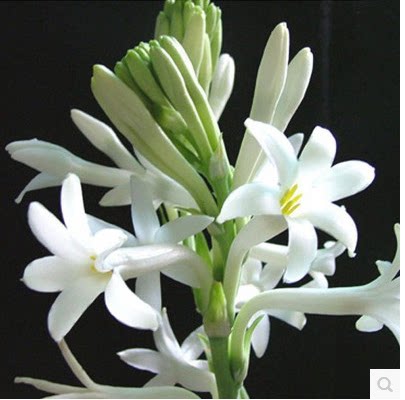 白色重瓣晚香玉种球 夜来香月下香香气浓郁室内外阳台盆栽植物