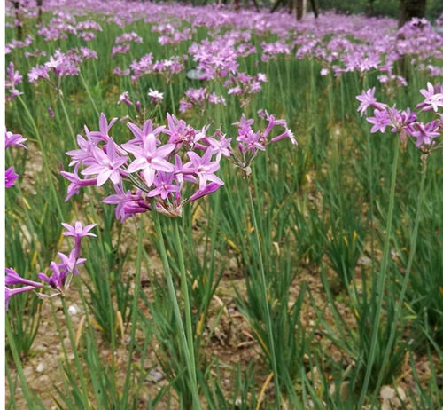 紫娇韭菜百子栽苗球根花卉