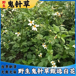 野生新货鬼针草正宗三叶鬼针草新鲜自然晒干中草药纯天然草药批发