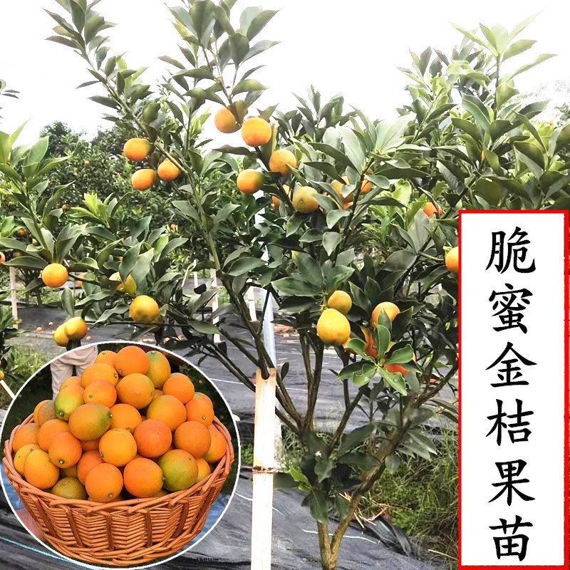 浙江余姚滑皮金桔无籽果树