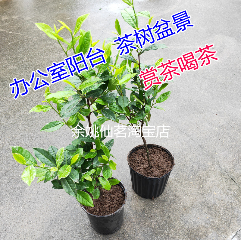 盆栽西湖龙井茶叶树苗营养杯含盆包邮庭院铁红茶观音白茶茶树盆景