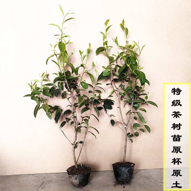 绿化采茶龙井茶树营养杯苗凤凰单枞茶树福鼎大白茶苗大红袍茶叶苗