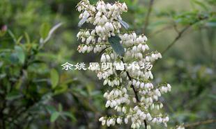 宁波高山乌饭树苗 盆栽南烛树苗 带土球乌饭树嫁接蓝莓
