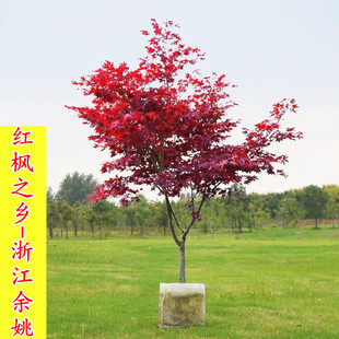 浙江常年红红枫树苗盆栽日本红枫 珊瑚阁赤枫苗 金陵黄枫黄金枫苗