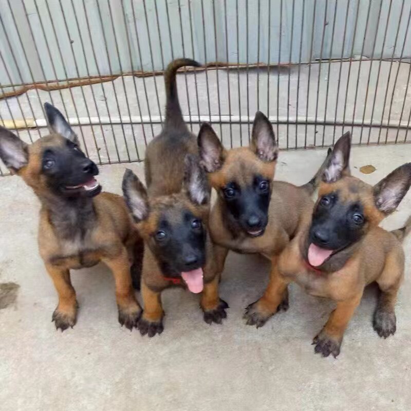 纯种马犬红马犬活体黑马犬幼犬大型看家犬幼犬爆红马犬