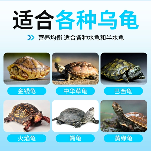 半紫半红 Зерновая черепаха кормить бразильские черепахи