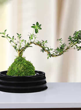 碗盘盆栽盆景桌面悬崖干果苔藓球