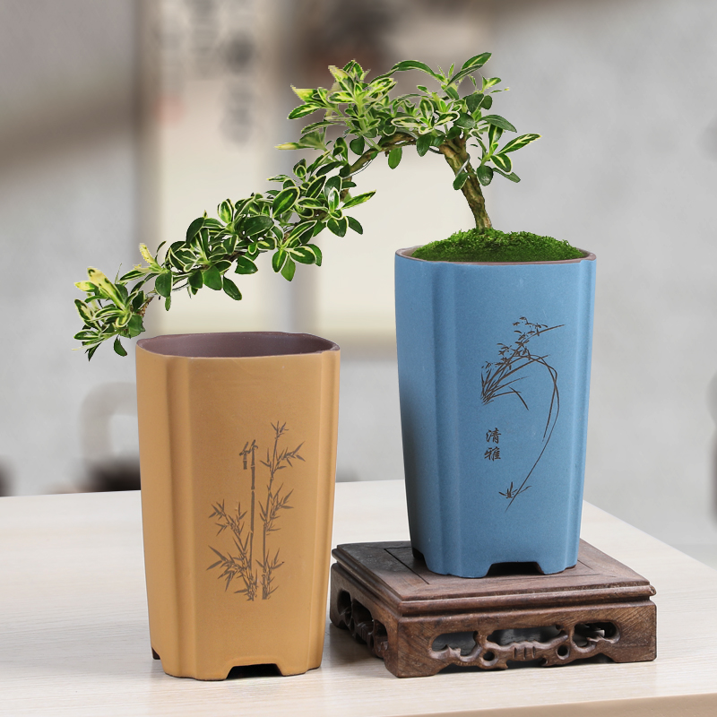 紫砂花盆文竹盆栽植物室内