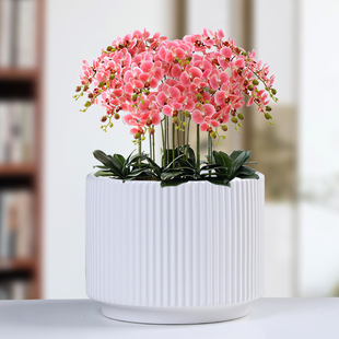陶瓷花盆大号圆柱形简约亚光北欧风格 客厅家用阳台蝴蝶兰绿萝花盆