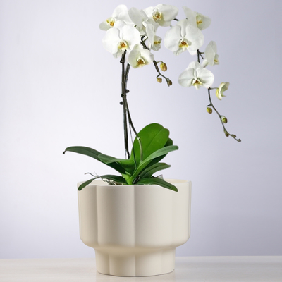 陶瓷花盆亚光欧式创意花瓣