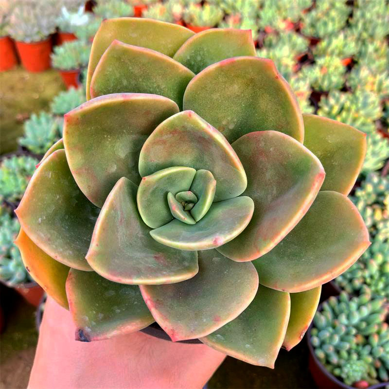 鹤氏多肉植物大颗绿植盆栽组合新手肉肉防辐射净化空气花卉肉肉