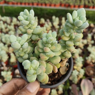 天使之泪多肉植物胖嘟嘟多肉老桩多头萌肉肉办公室阳台美观趣味