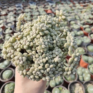 丸叶姬秋丽大群多肉植物组合盆栽阳台绿植防辐射花卉