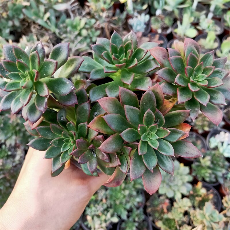 鲁斯夫人大颗老桩群生多肉植物阳台庭院花卉绿植新手已养护美观