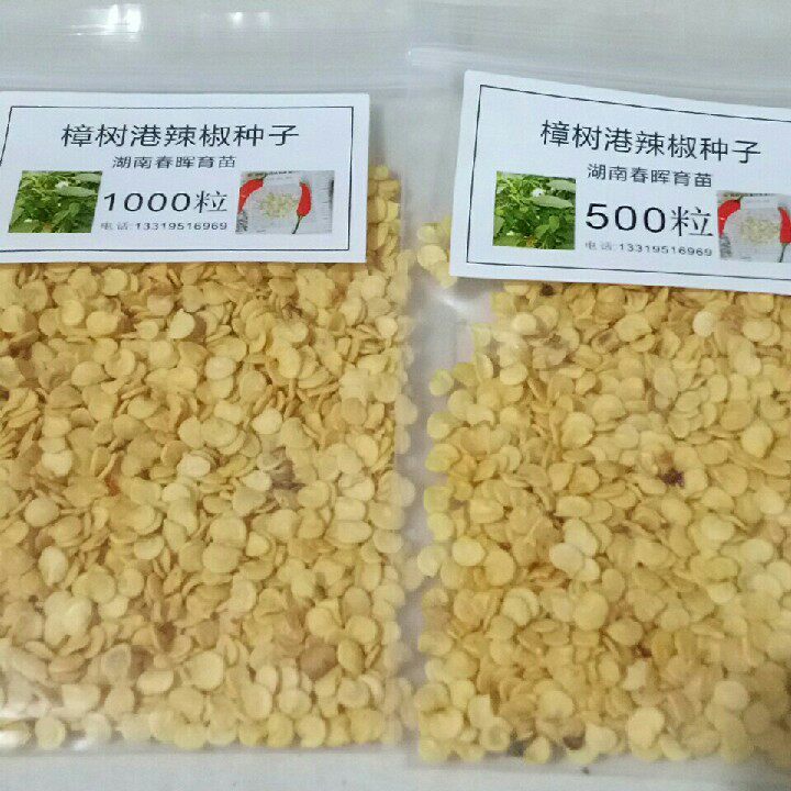 现售湖南正宗樟树港辣椒种子苗子保质量美味地方特色品种包邮