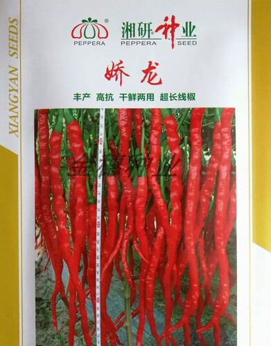湖南湘研娇龙鸡肠子辣椒苗果实细长辣味香浓抗性好易活带土包邮