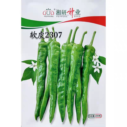 湘研软皮2307辣椒苗子微皱皮薄香脆软糯湖南辣椒炒肉带湿土坨包邮