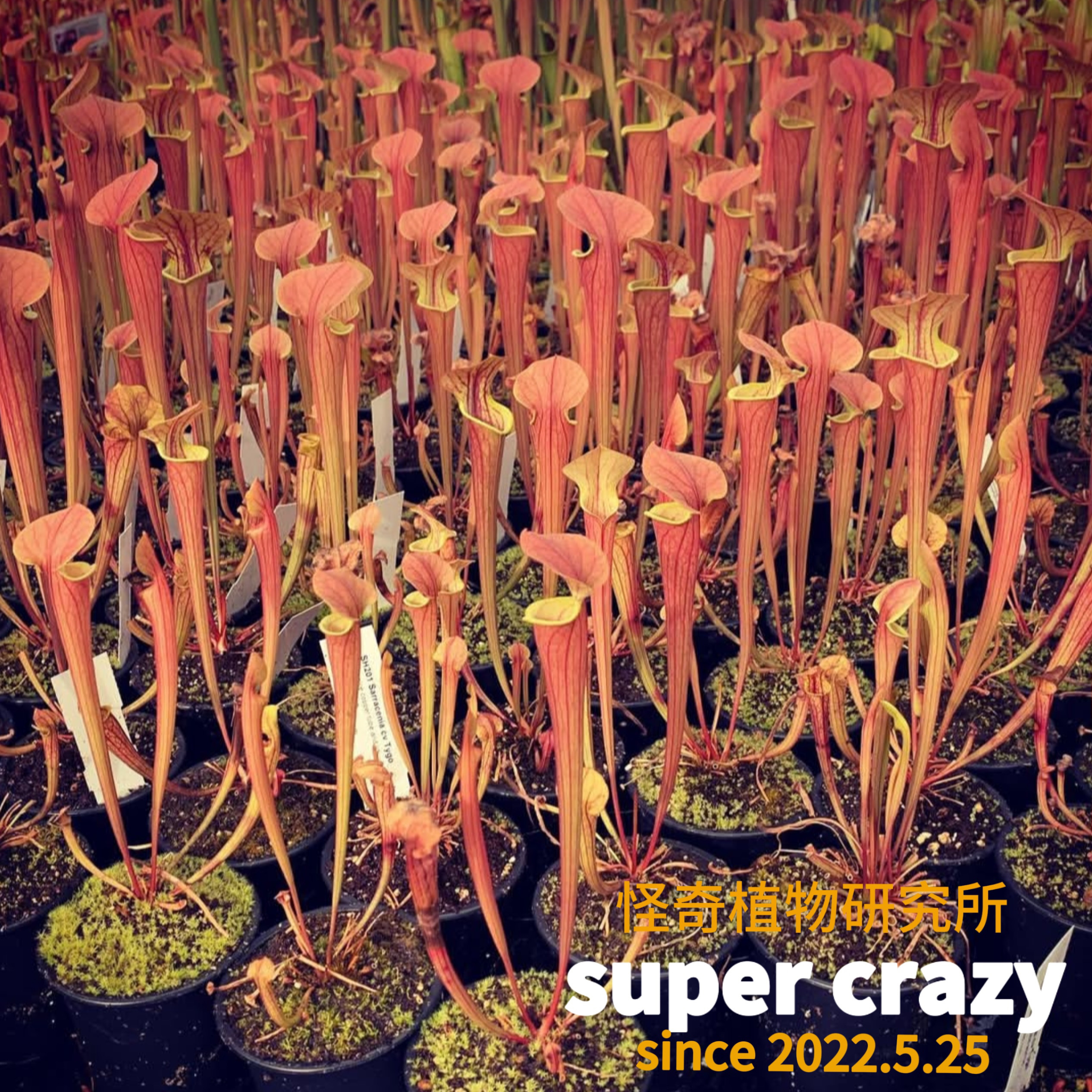 Sarracenia.tygo瓶子草食虫植物造景观鱼缸驱蚊草捕虫草大型直立,鲜花速递/花卉仿真/绿植园艺,食虫植物,淘宝优惠券,粉丝福利购,淘宝优惠卷