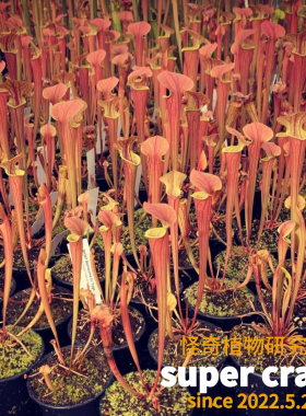 Sarracenia.tygo瓶子草食虫植物造景观鱼缸驱蚊草捕虫草大型直立