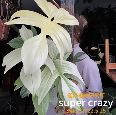 Philodendron florida ghost弗罗里达幽灵飞机蔓绿绒好养