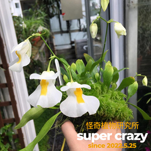 U.alpina高山狸藻兰花组进阶版食虫植物高地品种大花雨林缸造景
