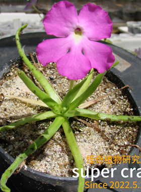 p.moctezumae莫克提玛捕虫堇（粉花）食虫植物微景观造景