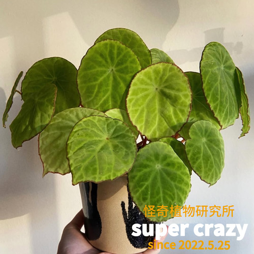 B.Scapigera褐边盾叶秋海棠稀有园艺品种ins风微景观雨林造景