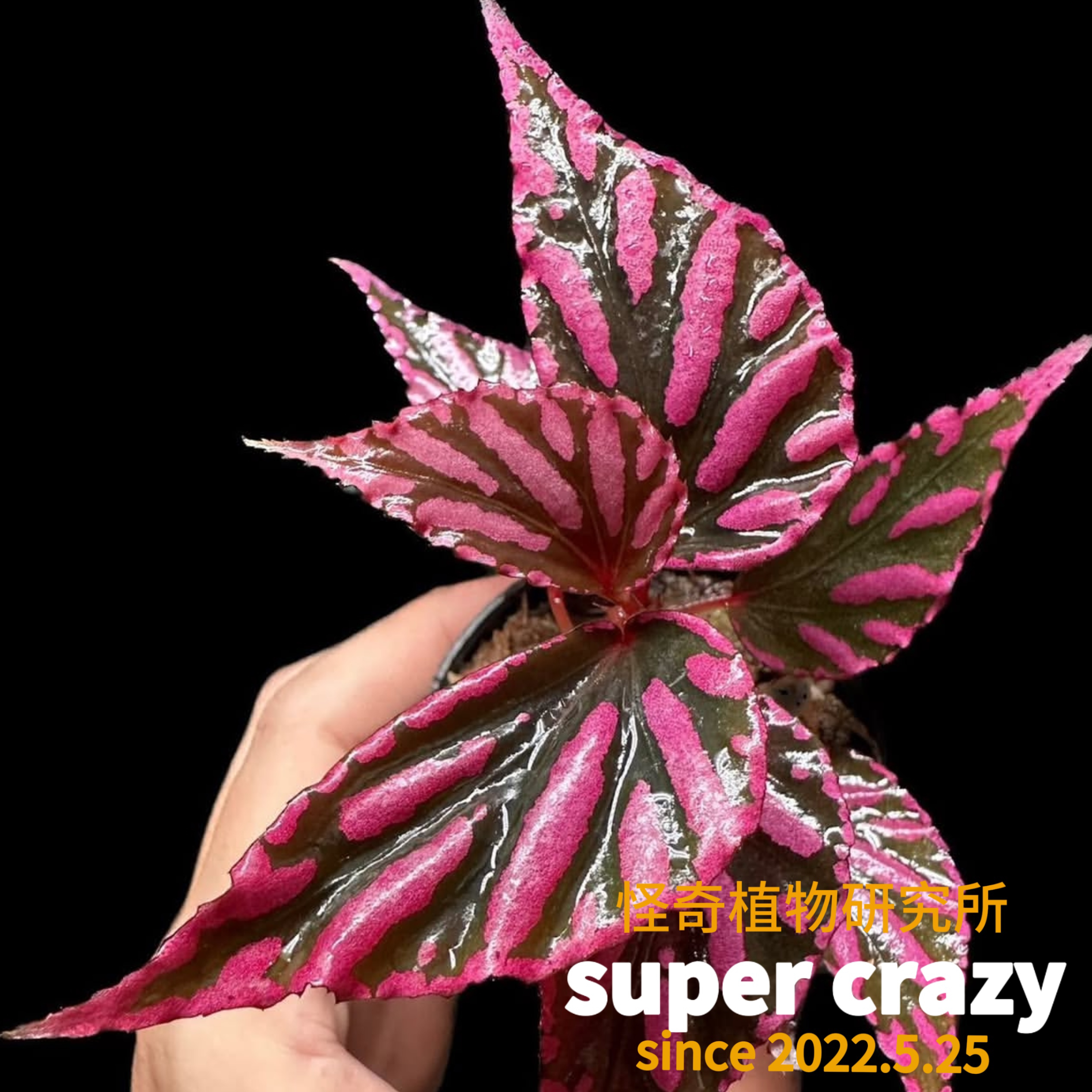 Begonia julau女王秋海棠金属蓝色雨林缸水陆缸造景Ins风盆栽网红