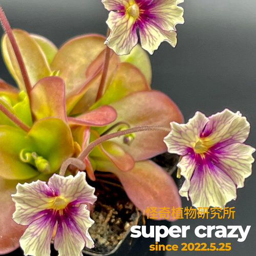 P.x razzberry blonde金发树莓捕虫堇食虫植物稀有品种