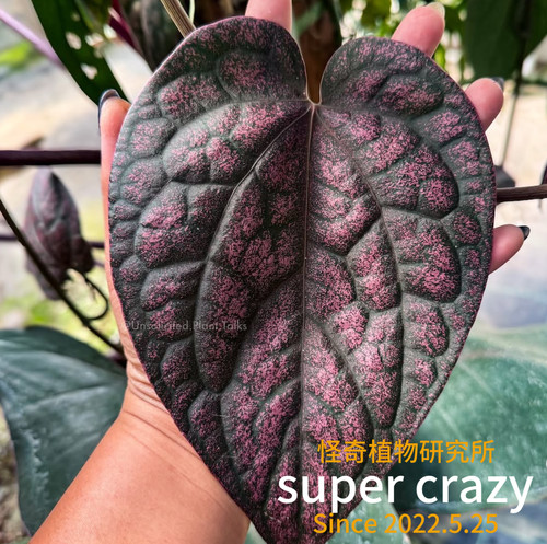 Piper argyrites金属胡椒热植爬藤雨林缸造景新手推荐