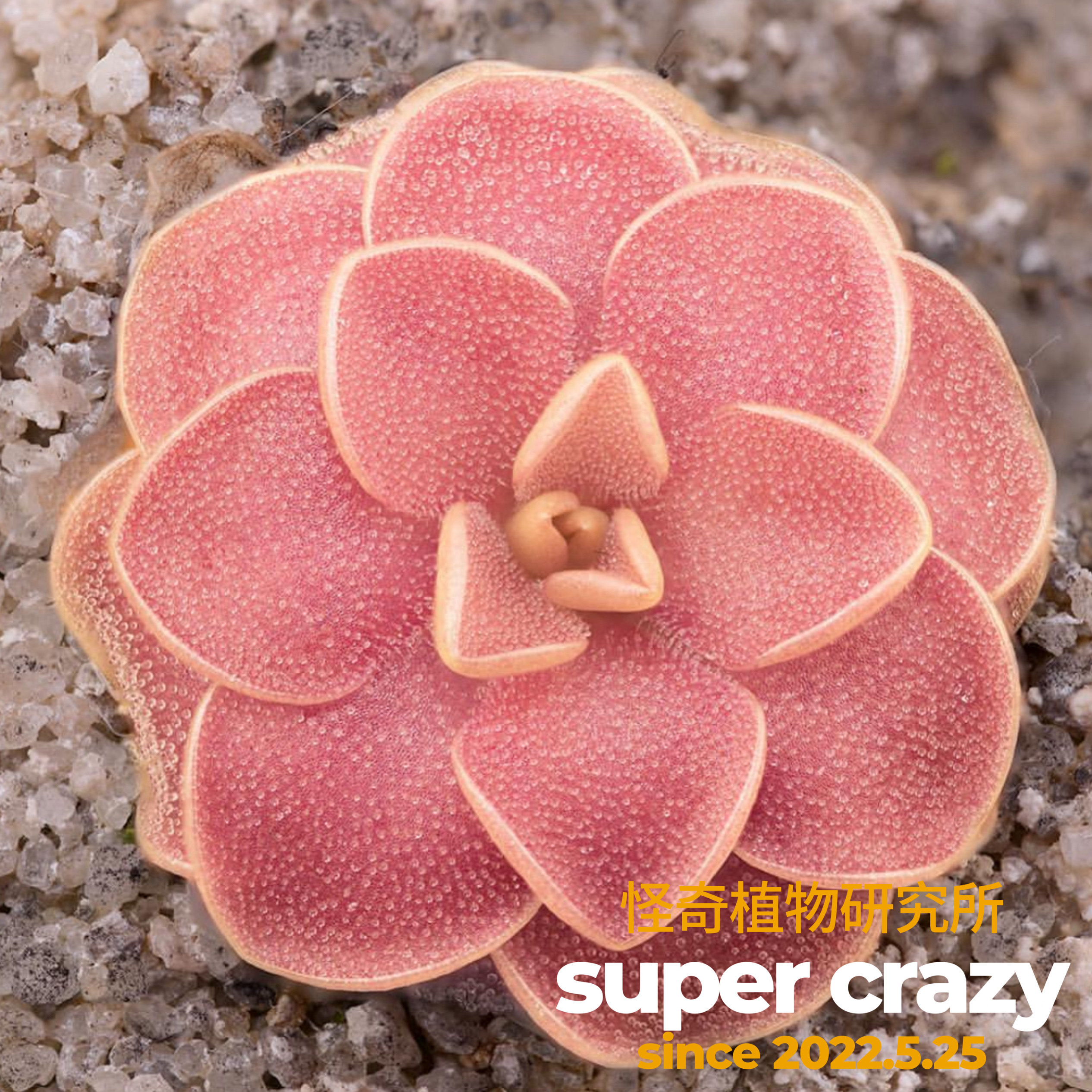 x weser威塞捕虫堇稀有品种趣味食虫植物