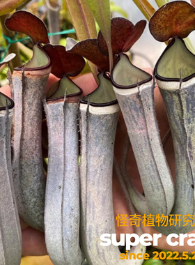 N.albomarginata黑白环猪笼草高端稀有进口食虫植物室内吃虫盆栽