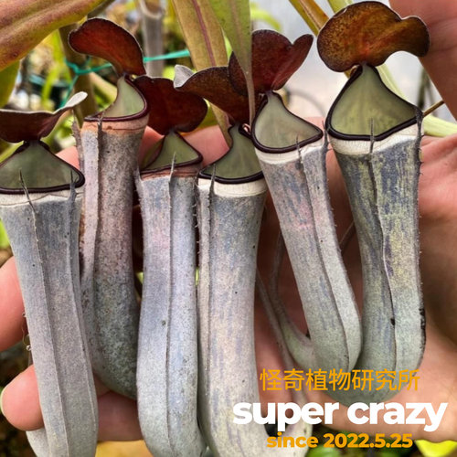 黑白环猪笼草食虫植物吃虫盆栽