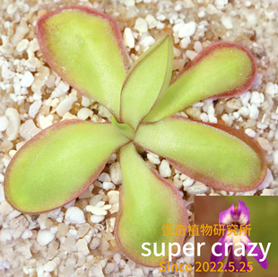 Pinguicula koehres 库尔滋捕虫堇(石灰岩交墨兰)食虫植物