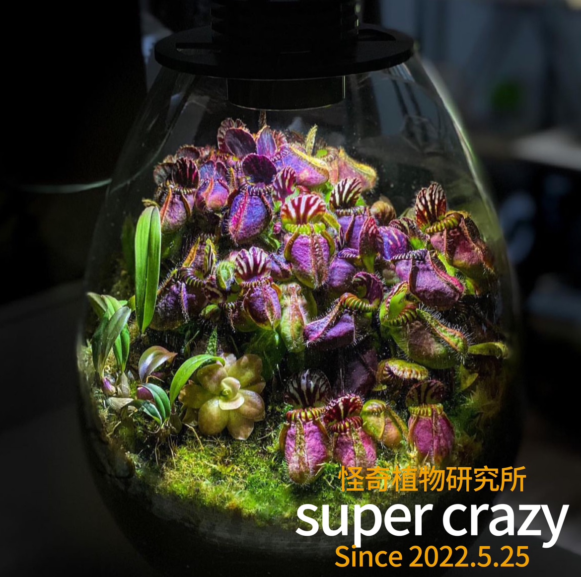 Cephalotus follicularis土瓶草珍惜食虫植物瓶子草黑暗风