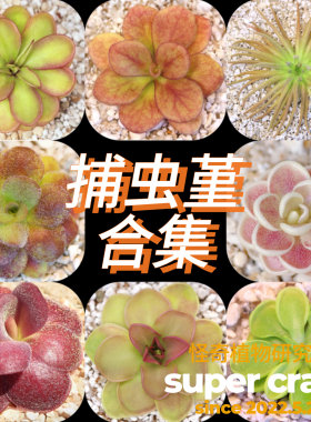 Pinguicula 捕虫堇合集食虫植物雨林缸微景观造景素材ins风