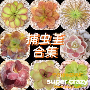 Pinguicula 捕虫堇合集食虫植物雨林缸微景观造景素材ins风