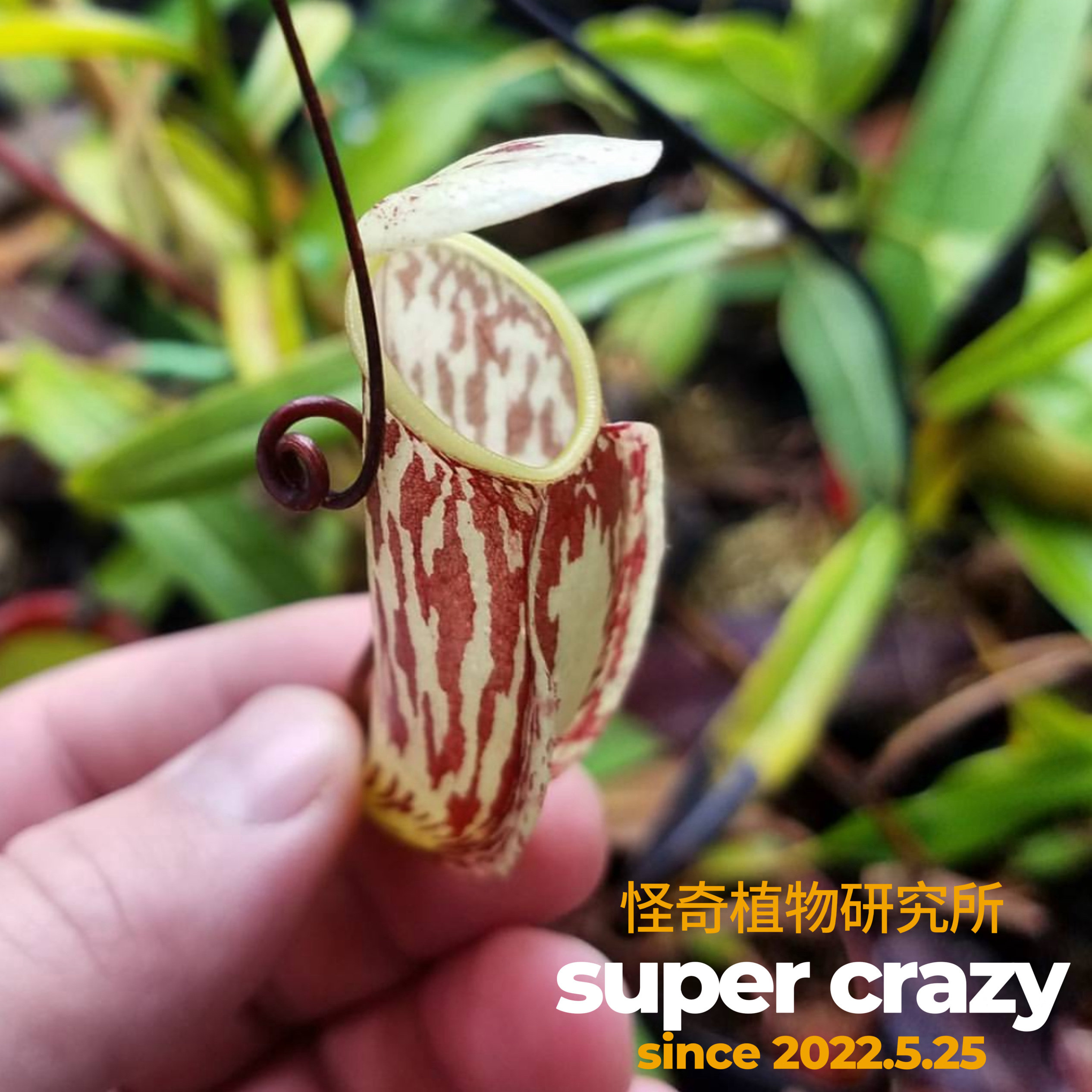 glabrata巧克力(无毛)猪笼草高地原生进阶品种实生小苗