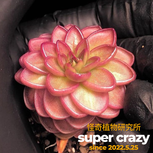 P.f.rosei玫瑰墨兰捕虫堇食虫植物趣味盆栽阳台绿植吃虫子