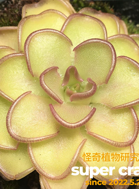 P.Kondoi近藤捕虫堇趣味食虫多肉植物苔藓微景观生态雨林缸造景