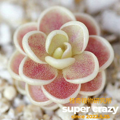 P.Florian弗洛里捕虫堇可爱多肉趣味食虫植物苔藓微景观雨林造景