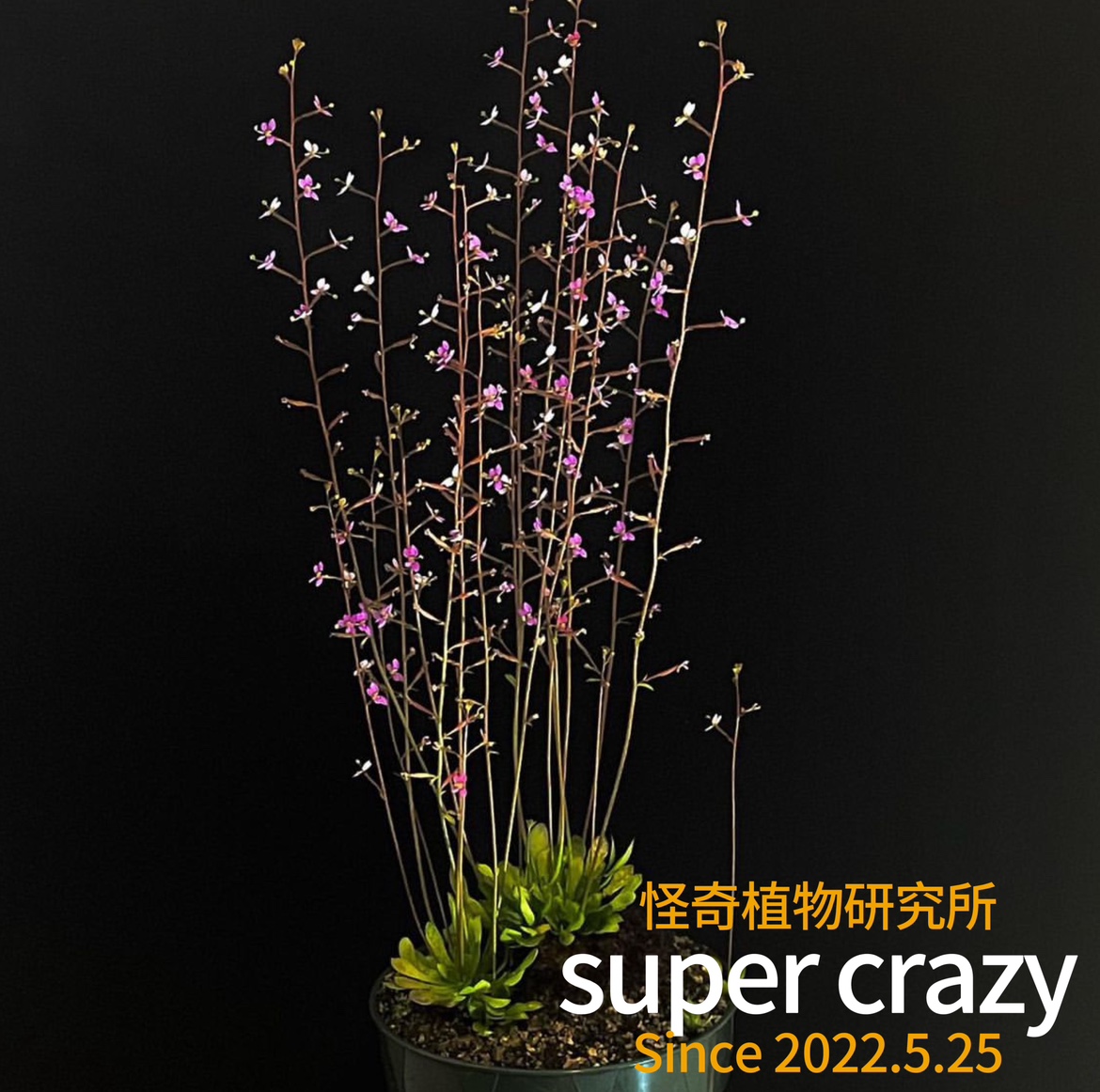 Stylidium debile 丹波花柱草食虫植物生态雨林缸造景暴打小虫子
