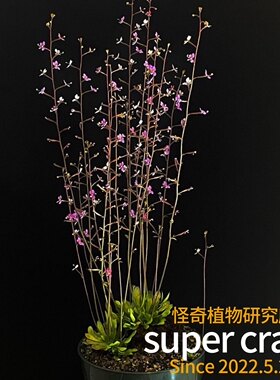 Stylidium debile 丹波花柱草食虫植物生态雨林缸造景暴打小虫子