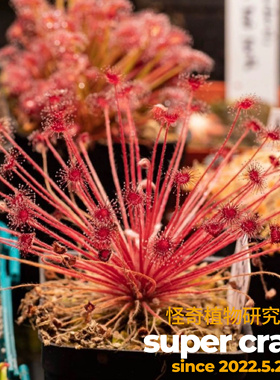 Drosera paradoxa 孔雀茅膏菜新手入门食虫植物好养