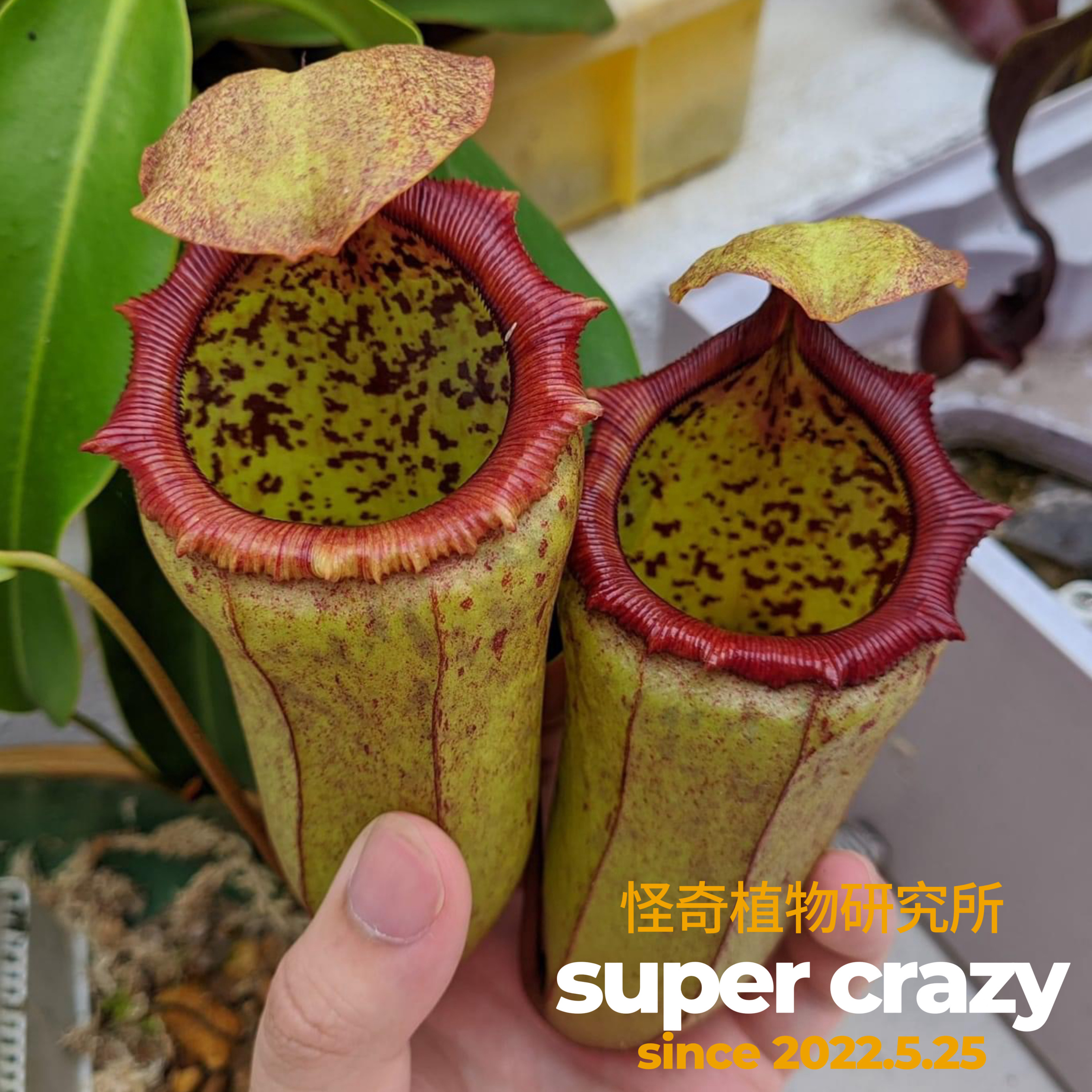 N.campanulata x vent风铃葫芦猪笼草杂交趣味食虫植物