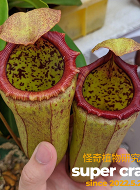 N.campanulata x vent风铃葫芦猪笼草杂交趣味食虫植物