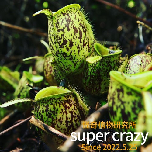 N.ampullaria苹果猪笼草食虫植物雨林生态缸微景观造景植物 - 封面