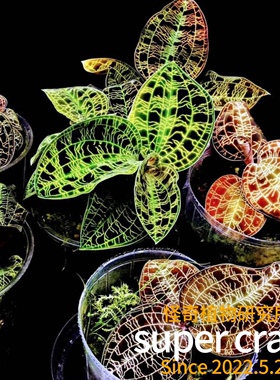 jewel orchid电光宝石兰雨林缸生态微景观造景ins风