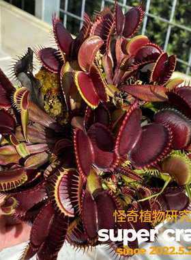 D. FTS‘maroon monster’栗色怪物捕蝇草红色系大夹子入门好养