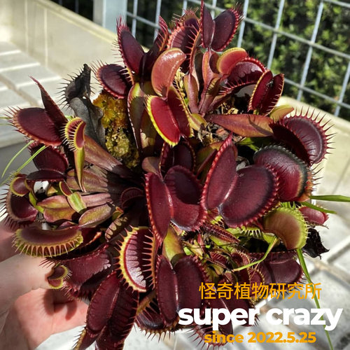 D. FTS‘maroon monster’栗色怪物捕蝇草红色系大夹子入门好养